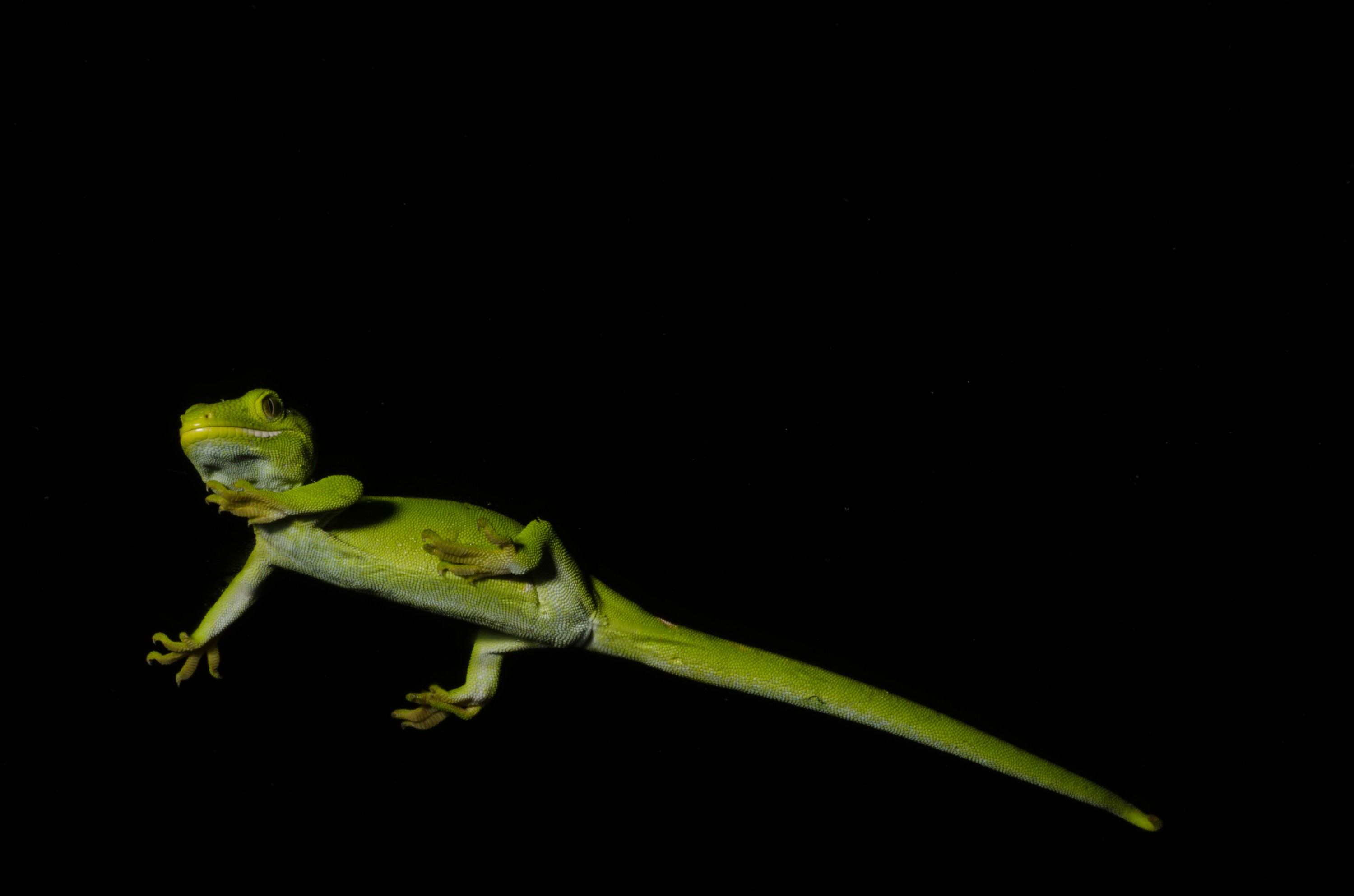 DSC_6001 – Auckland, green, gecko, Naultinus, elegans, elegans, home, lizard, Crispin, reptiles, amphibians, rare, cold, blood, new, new zealand, zealand, nz